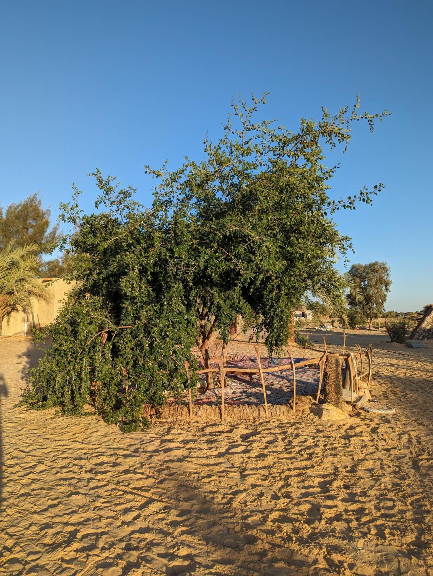 Cafour House Siwa - Hot Spring Hotel Siwa Oasis Exterior photo